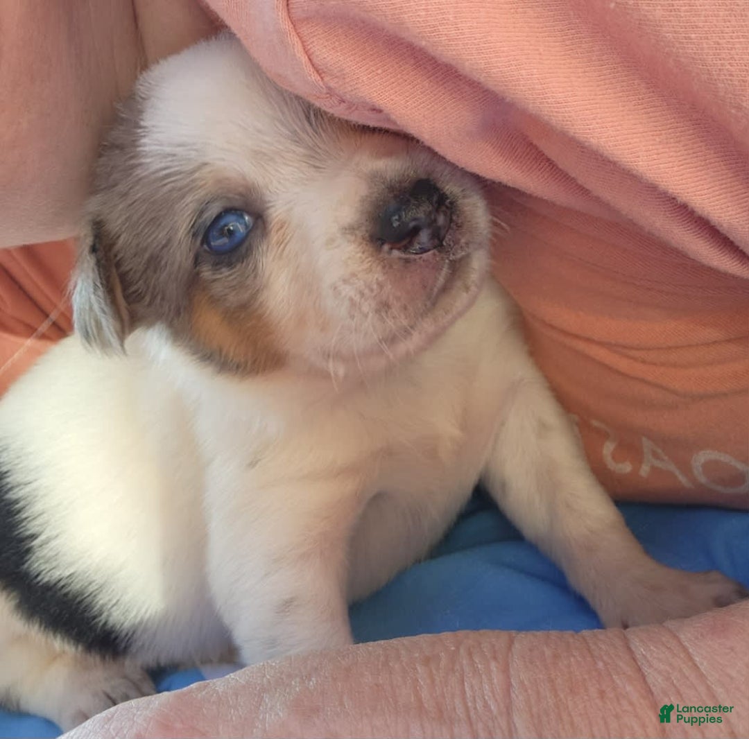 Catahoula Leopard Dog dogs for sale: Virginia - Image 5