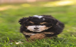 Mini Bernedoodle dogs for sale: Macy - Image 5