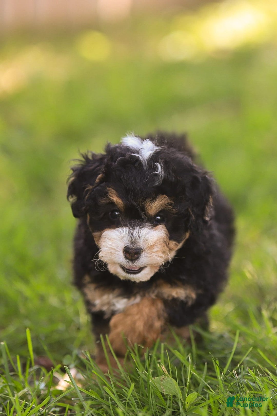Mini Bernedoodle dogs for sale: Macy - Image 5