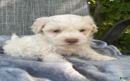 Coton De Tulear dogs for sale: Brad - Image 2