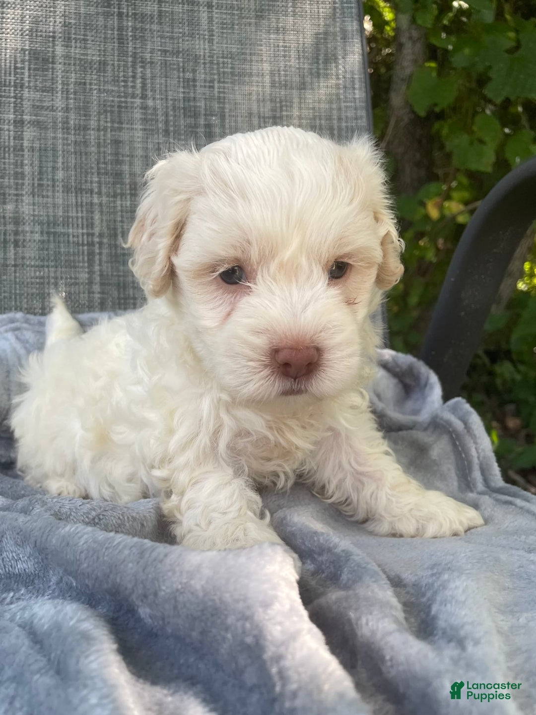 Coton De Tulear dogs for sale: Brad - Image 2