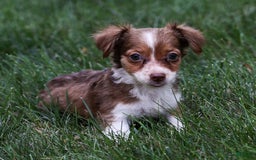Chihuahua dogs for sale: Nora - Image 8
