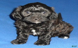 Shihpoo dogs for sale: Shih-Poo 4 puppies - Image 1