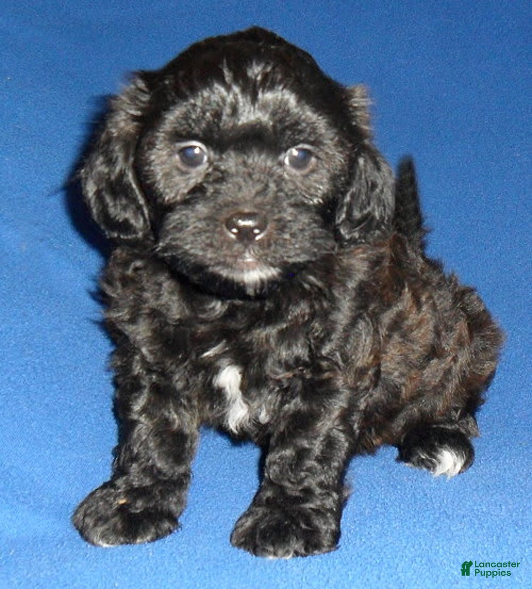 Shihpoo dogs for sale: Shih-Poo 4 puppies - Image 1