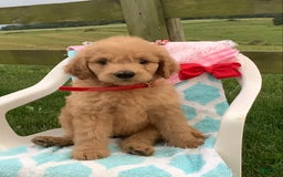 Goldendoodle dogs for sale: Sandy-f1b Goldendoodle - Image 5