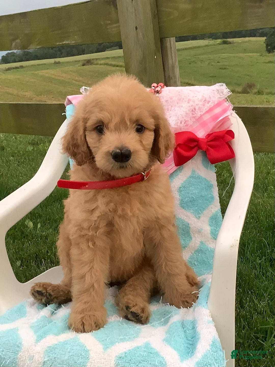 Goldendoodle dogs for sale: Sandy-f1b Goldendoodle - Image 5