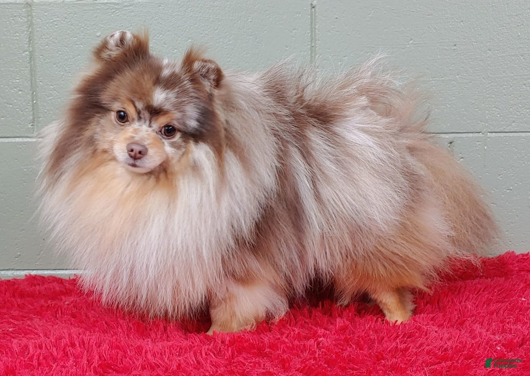Pomeranian dogs for sale: Santiago - Image 7