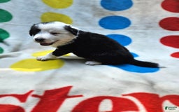 Border Collie dogs for sale: Bear - Image 14