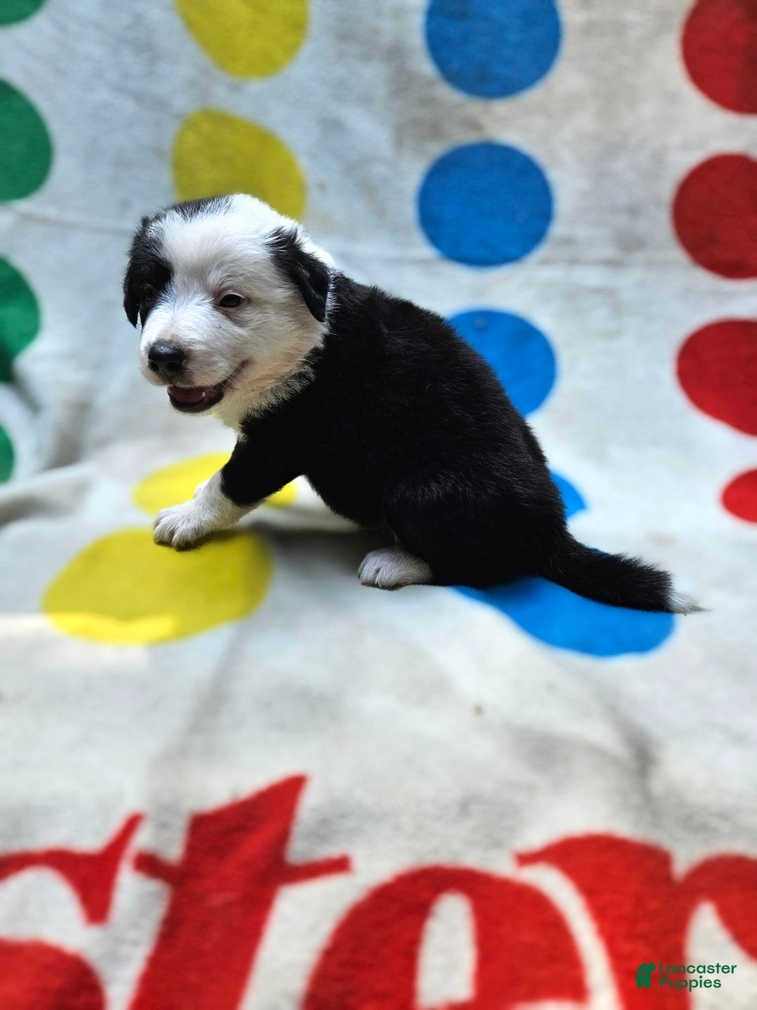 Border Collie dogs for sale: Bear - Image 14