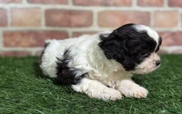 Shihpoo dogs for sale: Shih-Poo 3 puppies - Image 8