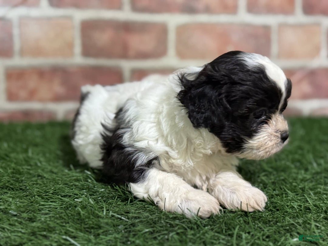 Shihpoo dogs for sale: Shih-Poo 3 puppies - Image 8
