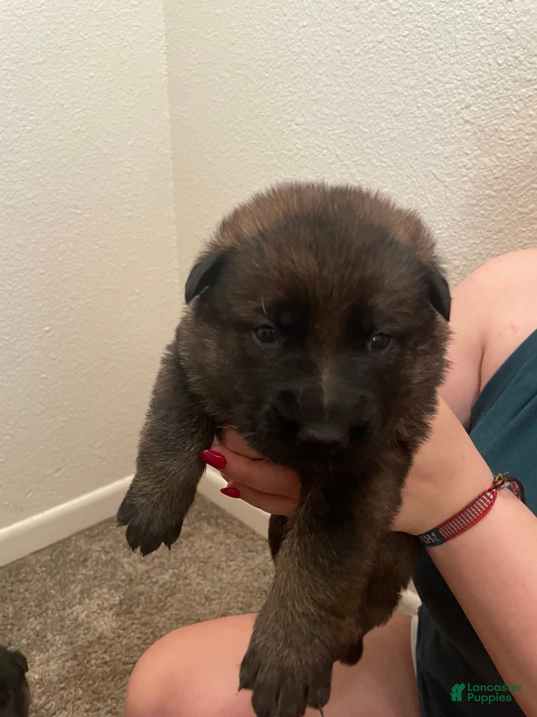 German Shepherd dogs for sale: Gamma - Image 2