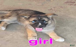 Gerberian Shepsky dogs for sale: Girl 2 - Image 1