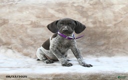 German Shorthaired Pointer dogs for sale: San Diego - Image 3