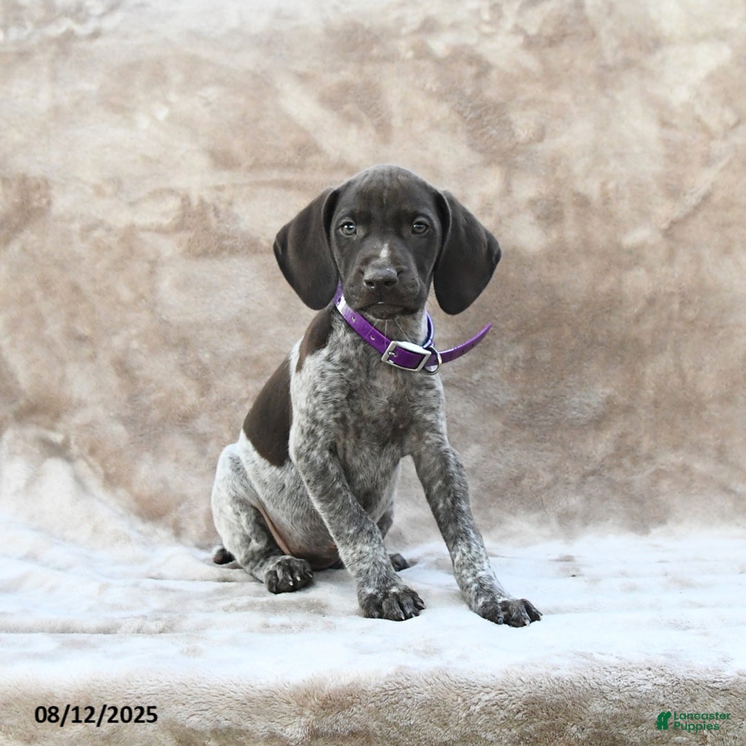 German Shorthaired Pointer dogs for sale: San Diego - Image 3