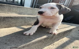 American Pit Bull Terrier dogs for sale: Blue - Image 1