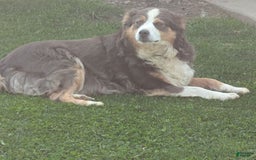 Australian Shepherd dogs for sale: Marshal - Image 9