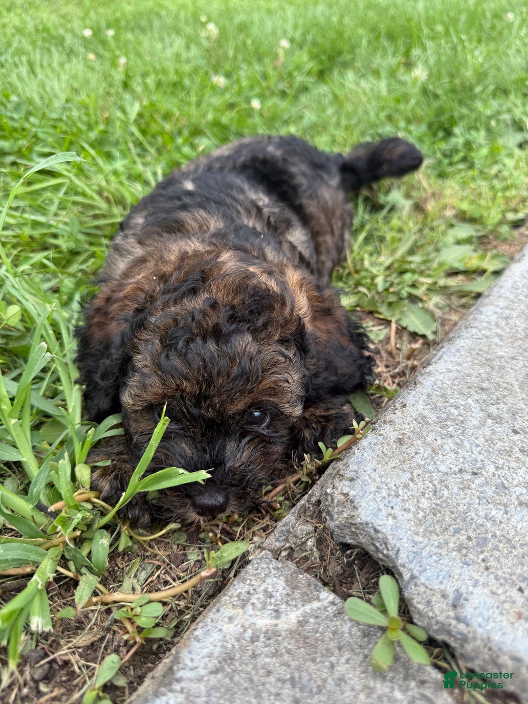 Cockapoo dogs for sale: Buster - Image 5