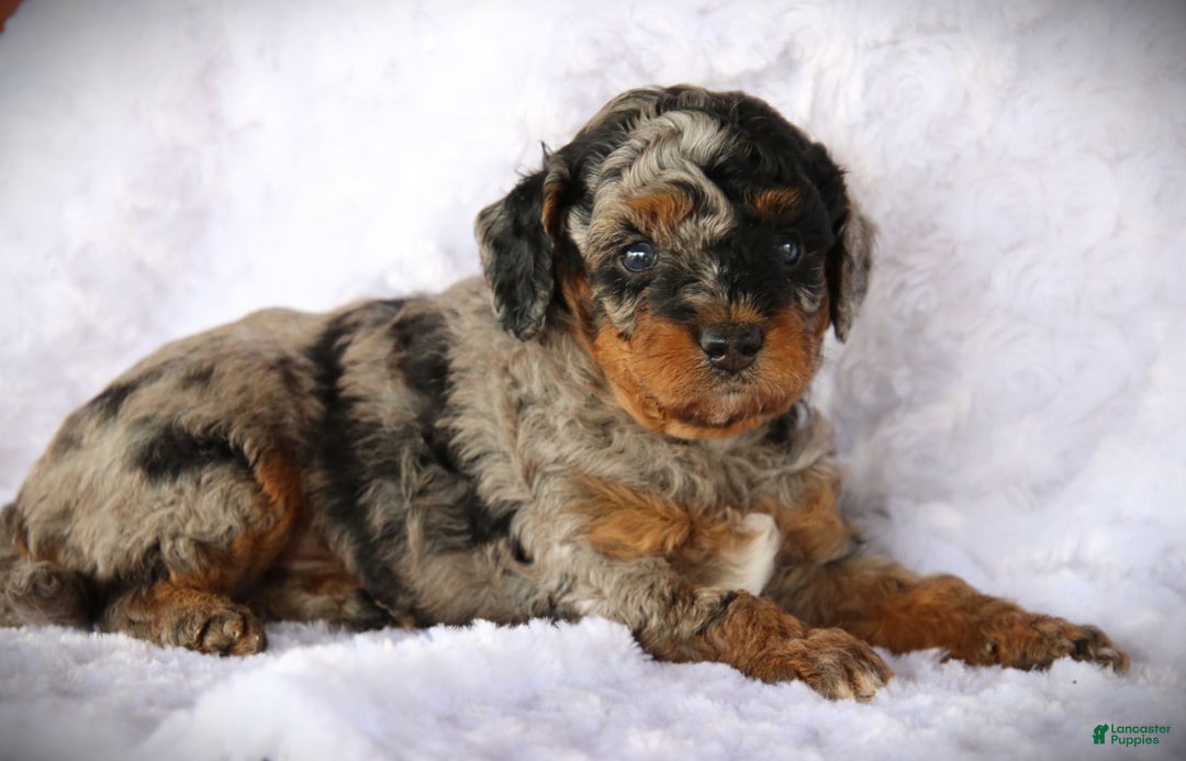 Miniature Poodle dogs for sale: Davis - Image 1