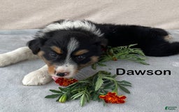 Australian Shepherd dogs for sale: Dawson - Image 1