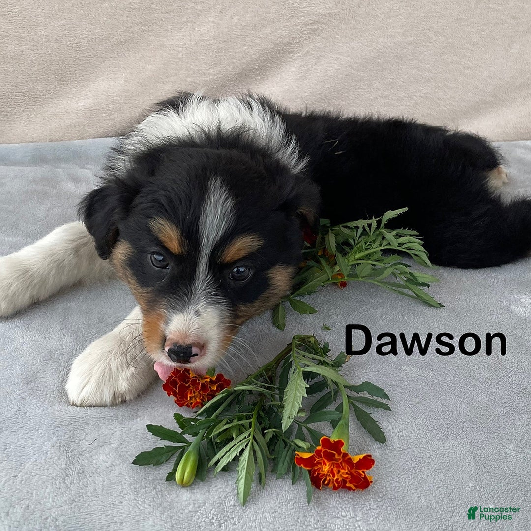 Australian Shepherd dogs for sale: Dawson - Image 1