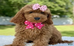 Mini Goldendoodle dogs for sale: Teresa - Image 5