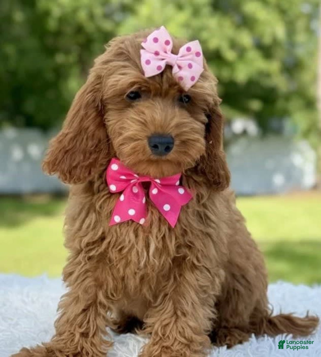 Mini Goldendoodle dogs for sale: Teresa - Image 5