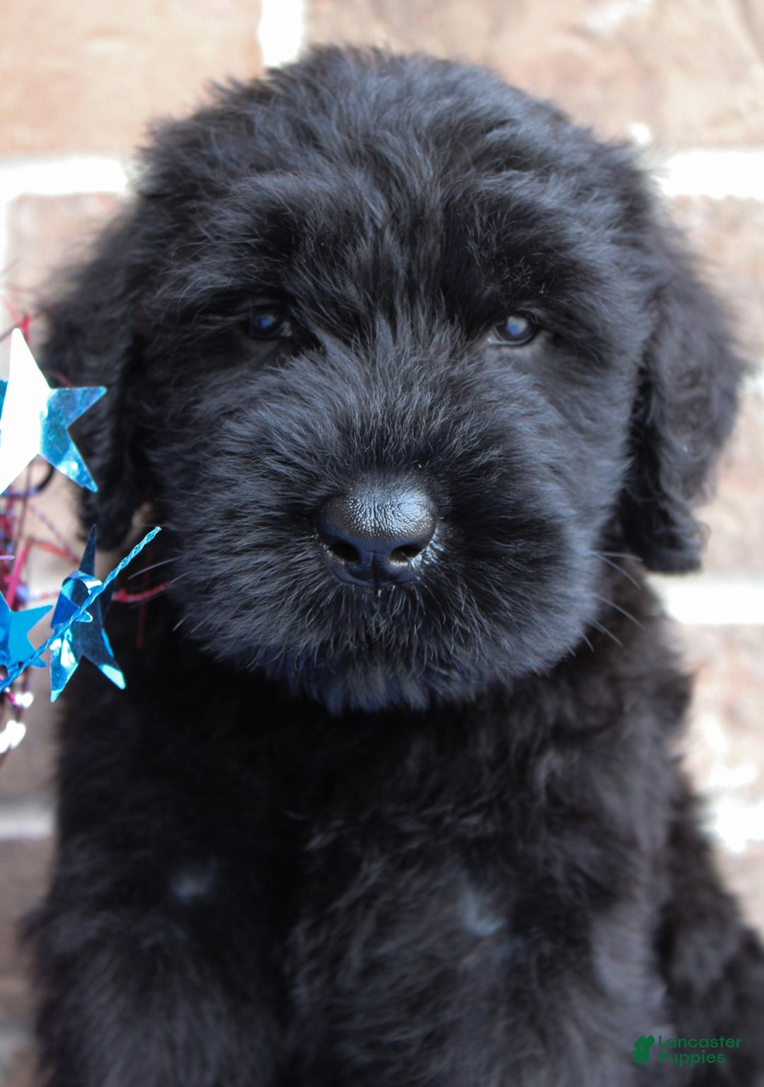 Giant Schnauzer dogs for sale: Wednesday - Image 5
