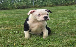 Olde English Bulldogge dogs for sale: Roger - Image 16