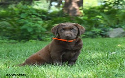 Labrador Retriever dogs for sale: Molly - Image 1