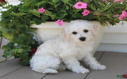 Schnoodle dogs for sale: Lily - Image 3