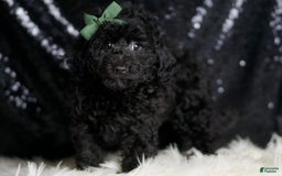 Miniature Poodle dogs for sale: Mikey - Image 2