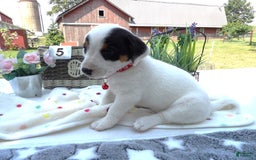 Jack Russell Terrier dogs for sale: Ronda - Image 2