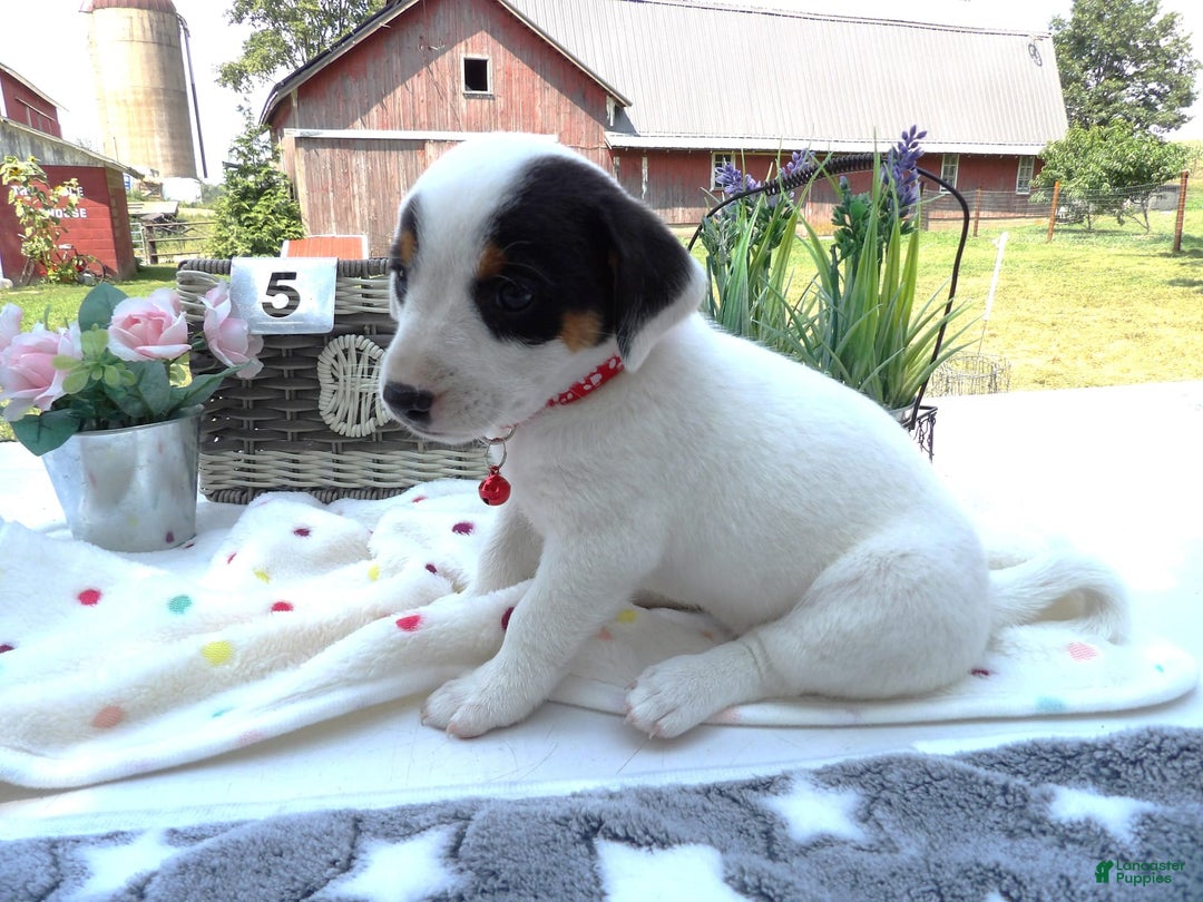 Jack Russell Terrier dogs for sale: Ronda - Image 2