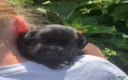 Labrador Retriever dogs for sale: Jake - Image 1