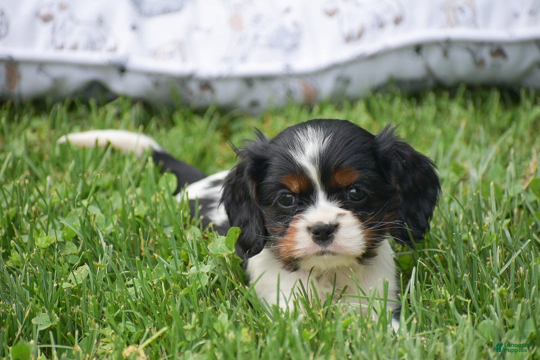 Cockalier dogs for sale: Roda - Image 4