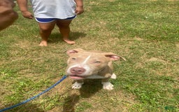 American Pit Bull Terrier dogs for sale: Kilo Jr - Image 2
