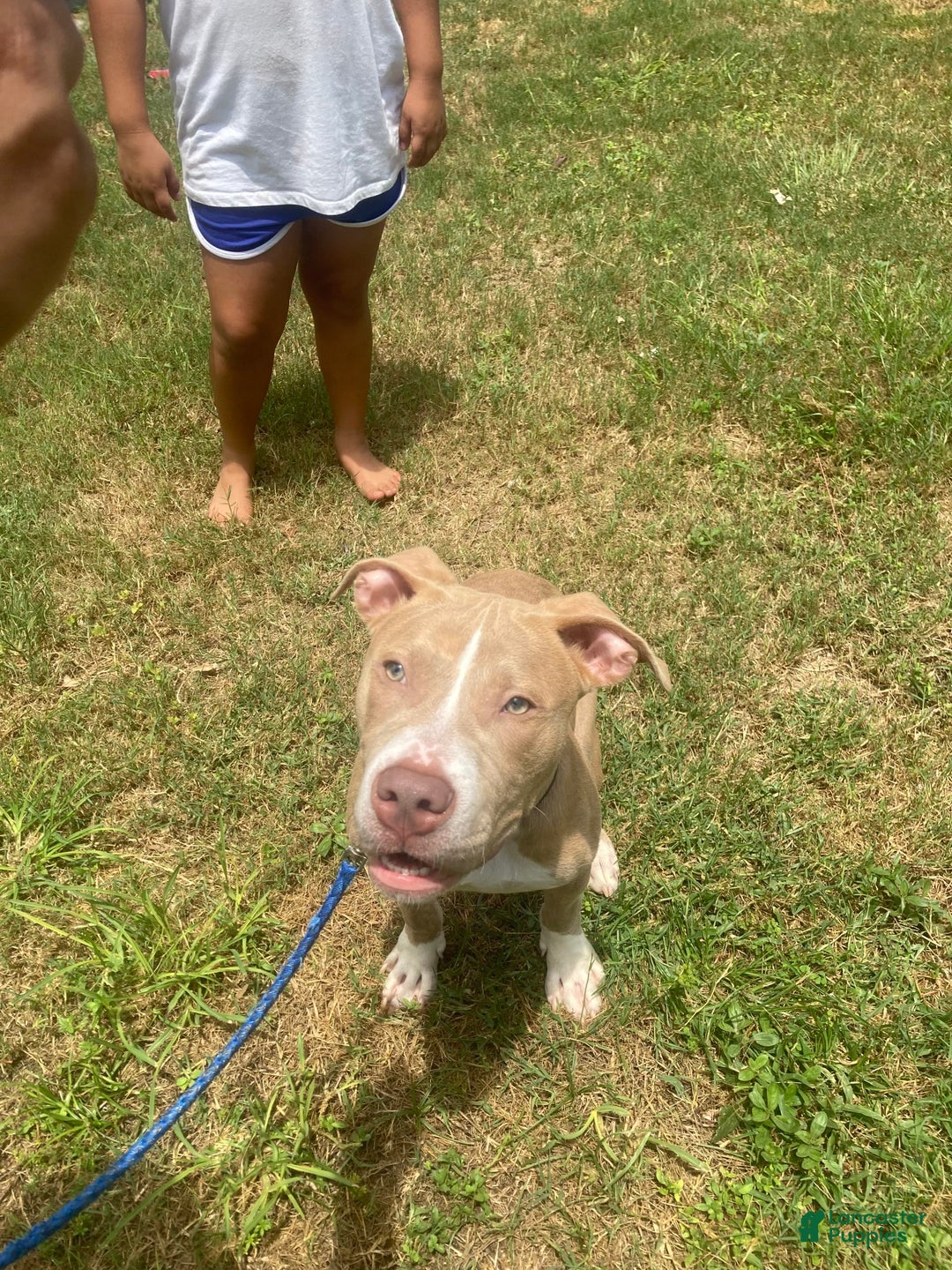 American Pit Bull Terrier dogs for sale: Kilo Jr - Image 2