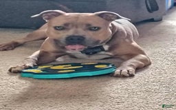 American Bully dogs for sale: Tony - Image 11