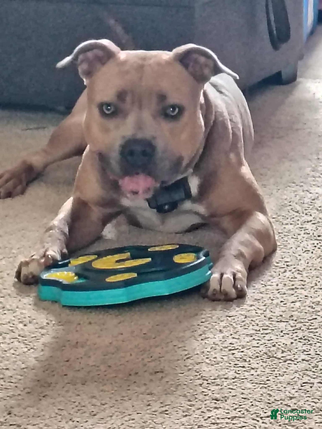 American Bully dogs for sale: Tony - Image 11