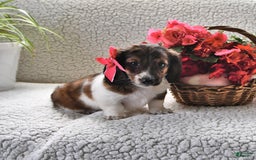 Miniature Dachshund dogs for sale: Miniature Dachshund 4 puppies - Image 6