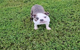 Boston Terrier dogs for sale: Blue Pedro - Image 5