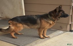 German Shepherd dogs for sale: 2nd Boy - Image 15