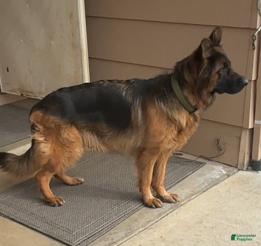 German Shepherd dogs for sale: 2nd Boy - Image 15
