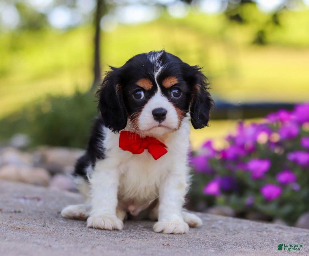 Cavalier King Charles Spaniel dogs for sale: Tucker - Image 1