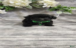 Schipperke dogs for sale: Kip - Image 2