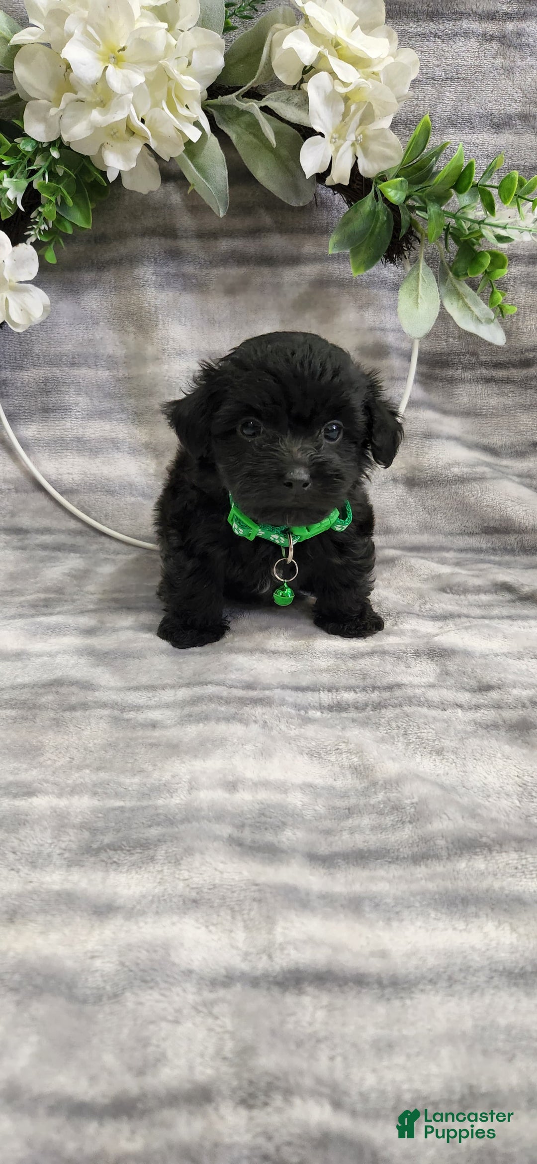 Schipperke dogs for sale: Kip - Image 2