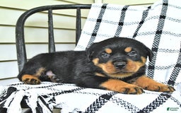 Rottweiler dogs for sale: Duke - Image 13