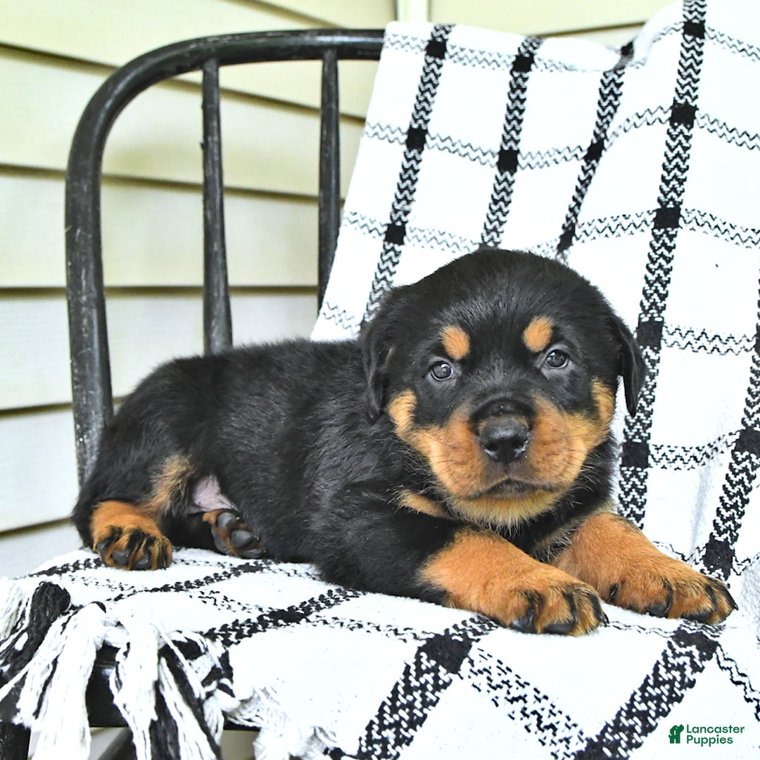 Rottweiler dogs for sale: Duke - Image 13
