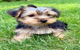Yorkshire Terrier dogs for sale: Gina - Image 3